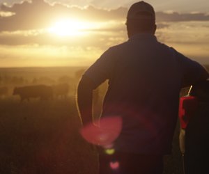 Man looking at cows with sunset